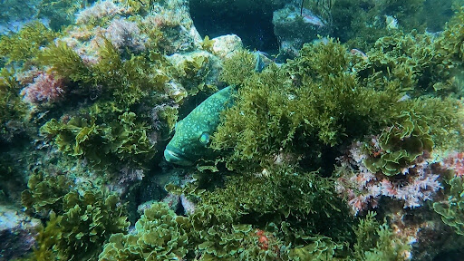 PCH Scuba image
