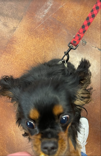 Pet Store «Choice Pet Market», reviews and photos, 2915 W Ray Rd, Chandler, AZ 85224, USA