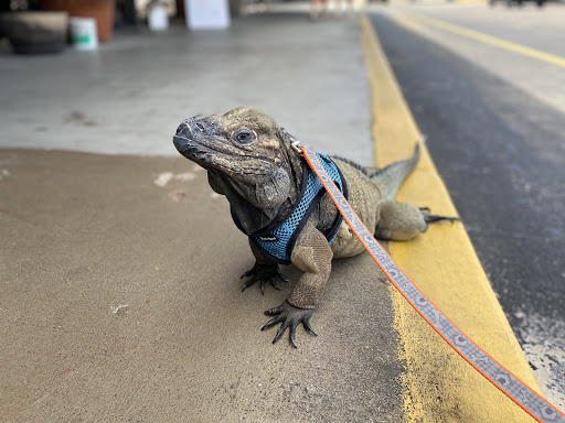 Pet Store «Pet Kingdom», reviews and photos, 4650 S Cleveland Ave, Fort Myers, FL 33907, USA