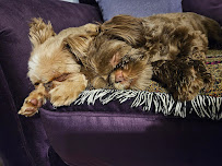 Doggie Do's & Kittys Too - Photo 5 - Car repair in Akron, OH, Akron