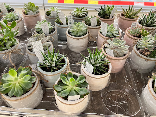 Supermarket «ALDI», reviews and photos, 7701 Olive Blvd, University City, MO 63130, USA