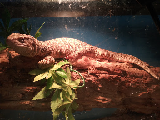 Pet Store «Gills And Thrills Pet Shop», reviews and photos, 204 E 8th St, Lockport, IL 60441, USA