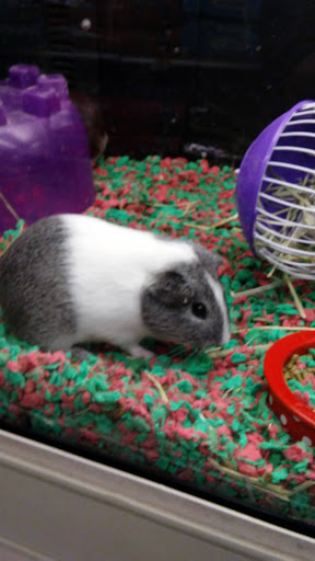 Variety Store «Five Below», reviews and photos, 846 Pelham Pkwy, Pelham, NY 10803, USA