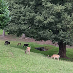 Photo n°7 de l'avis de Carlos.f fait le 01/09/2020 à 21:59 sur le  Kempenhof à Lügde