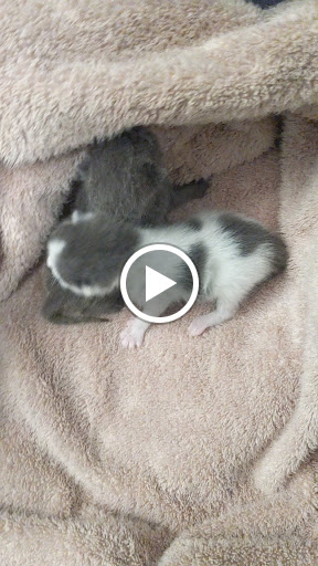 Animal Shelter «One of A Kind Pet Rescue», reviews and photos, 1929 W Market St, Akron, OH 44313, USA