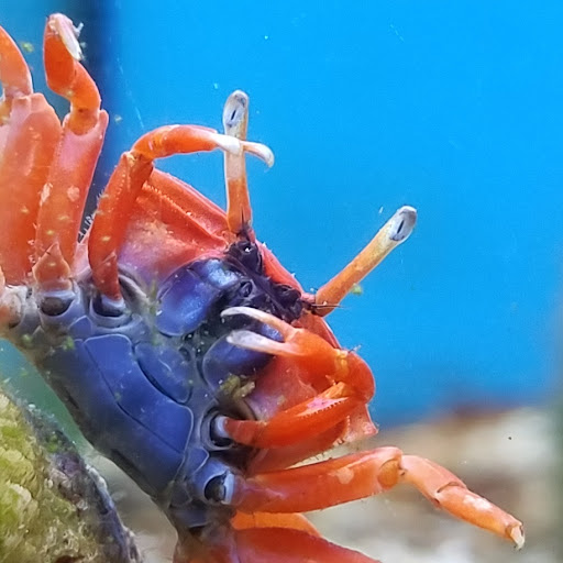 Pet Supply Store «Petco Animal Supplies», reviews and photos, 7215 170th Ave NE #115, Redmond, WA 98052, USA