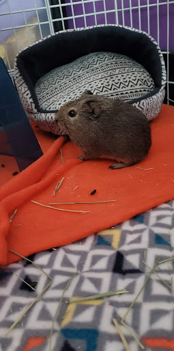 Pet Supply Store «PetSmart», reviews and photos, 11200 Prairie Lakes Dr, Eden Prairie, MN 55344, USA