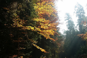 Yoga und Waldbaden - Sabine Mauersberger - YoCoMeNa