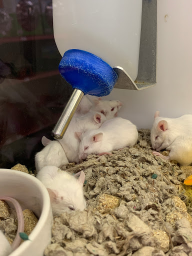 Pet Supply Store «Petco Animal Supplies», reviews and photos, 420 El Cerrito Plaza, El Cerrito, CA 94530, USA