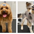 The Dog Spa & Wagging Tails Daycare