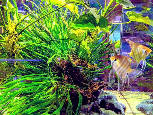 Tropical Fish Store «Aquarium Zen», reviews and photos, 920 NE 64th St, Seattle, WA 98115, USA