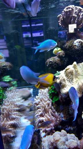 Tropical Fish Store «Austin Aqua-Dome», reviews and photos, 1604 Fortview Rd, Austin, TX 78704, USA