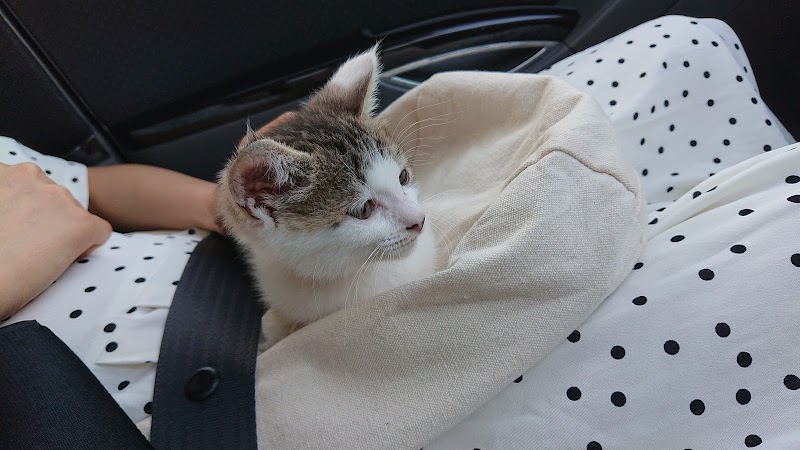 ベアーズ動物病院 埼玉県さいたま市中央区八王子 動物病院 グルコミ