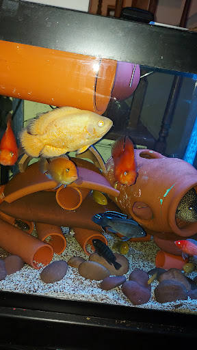 Tropical Fish Store «Tropi-Quatics Pet Center», reviews and photos, 337 S Main St, Lombard, IL 60148, USA