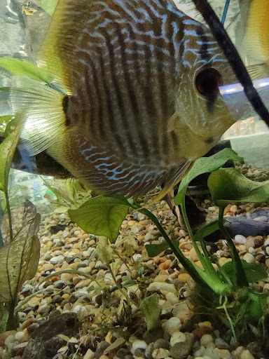 Pet Store «Fins Feathers Paws & Claws», reviews and photos, 436 Main St, Harleysville, PA 19438, USA