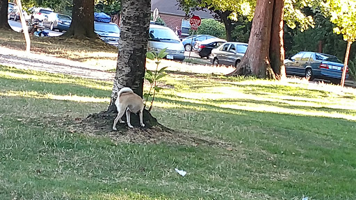 Park «Colonel Summers Park», reviews and photos, SE 17th Ave & Taylor St, Portland, OR 97214, USA