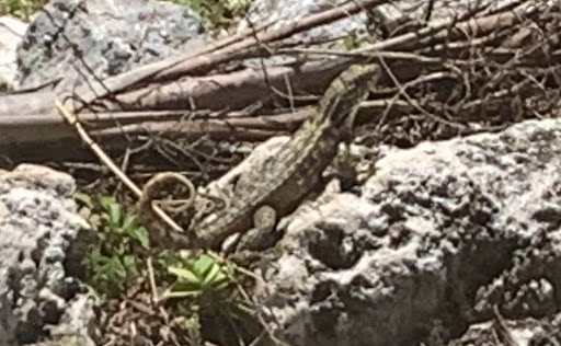 Museum «A.E. Backus Museum and Gallery», reviews and photos, 500 N Indian River Dr, Fort Pierce, FL 34950, USA