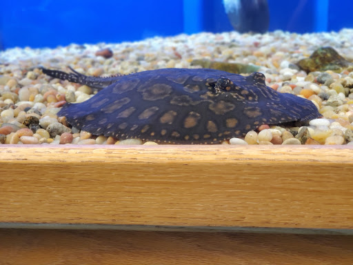 Tropical Fish Store «Stingray Bay», reviews and photos, 17800 E 9 Mile Rd, Eastpointe, MI 48021, USA