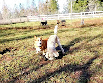 Tall Oaks Dog Resort LLC - Photo 8 - Car repair in Eugene, OR, Eugene