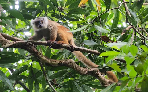 Lokobe Nature Special Reserve image