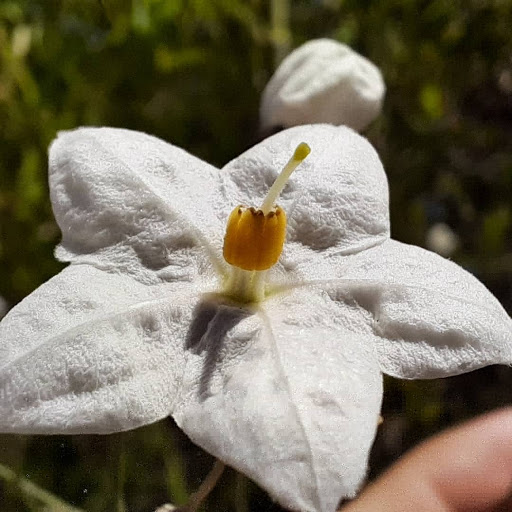 National Forest «Petrified Forest», reviews and photos