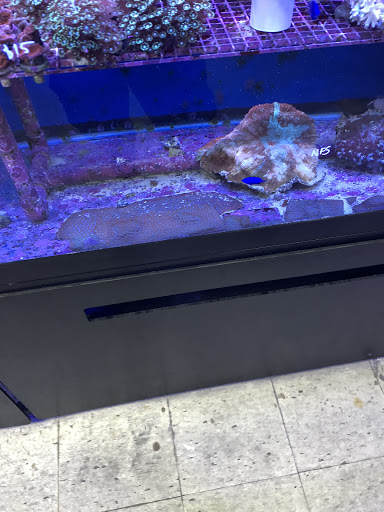 Pet Store «Creative Aquariums of Tampa», reviews and photos, 150 S Dale Mabry Hwy, Tampa, FL 33609, USA