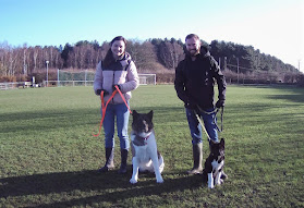 DogsInSight Dog Training with a Difference!