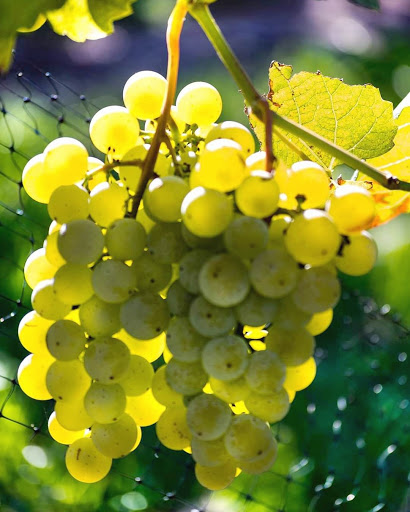 Vineyard «Duck Walk Vineyard», reviews and photos, 231 Montauk Hwy, Water Mill, NY 11976, USA