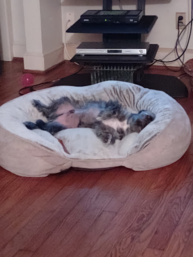 Pet Supply Store «PetSmart», reviews and photos, 1671 E Market St, Harrisonburg, VA 22801, USA