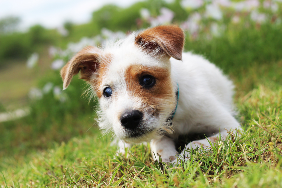 Animal Defense League of Texas Paul Jolly Center for Pet Adoptions