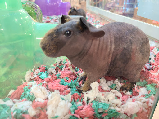 Pet Supply Store «PetSmart», reviews and photos, 5722 Fairmont Pkwy, Pasadena, TX 77505, USA