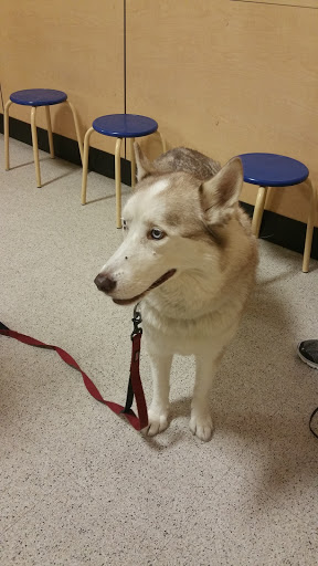 PetSmart image