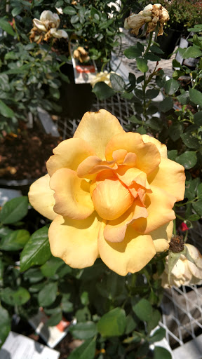 Home Improvement Store «The Home Depot», reviews and photos, 20777 Hall Rd, Macomb, MI 48044, USA