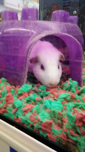 Variety Store «Five Below», reviews and photos, 846 Pelham Pkwy, Pelham, NY 10803, USA