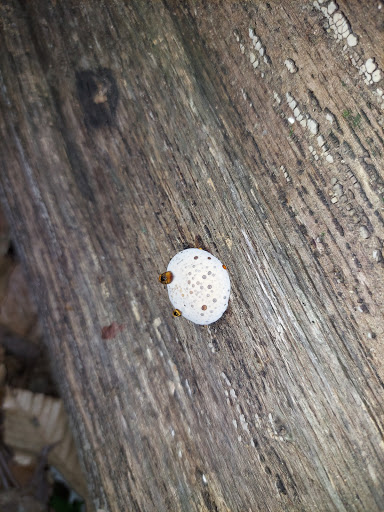 Park «Bechtel Park», reviews and photos, Naamans Rd, Claymont, DE 19703, USA