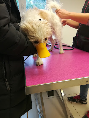 Clinique Vétérinaire des Drs Descat, Garnier et Martin à Roquefort-les-Pins