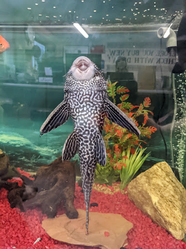 Used Auto Parts Store «Camaro Heaven / Drew Auto Parts», reviews and photos, 112 Clark Rd, Tilton, NH 03276, USA