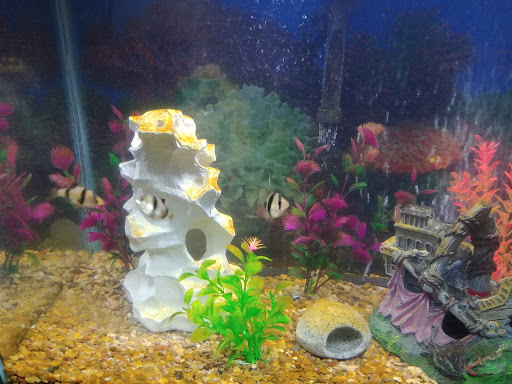 Pet Supply Store «Coral Reef», reviews and photos, 625 W Agency Rd, West Burlington, IA 52655, USA