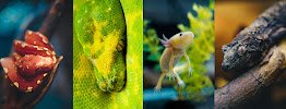 SATOO Reptiles and Aquatics - Photo 5 - Car repair in Parma, OH, Cleveland