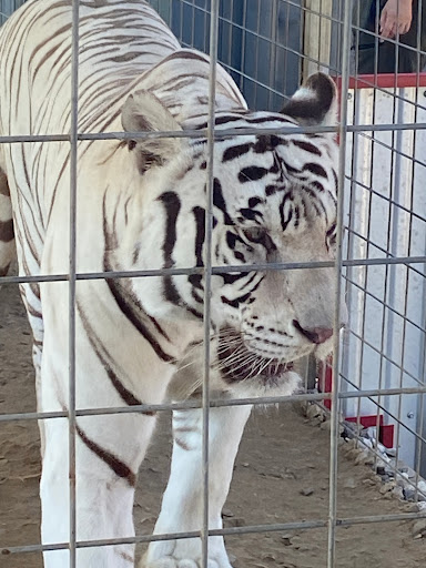 Ranch «Sharkarosa Wildlife Ranch», reviews and photos, 11670 Massey Rd, Pilot Point, TX 76258, USA