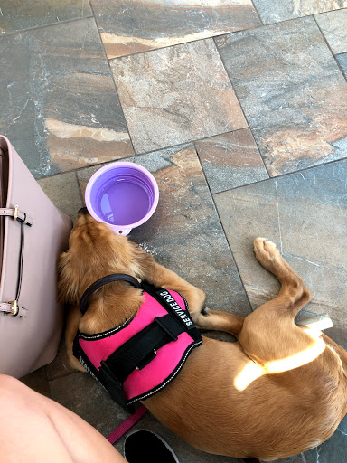 Pet Supply Store «Pet Club Rancho Cordova», reviews and photos, 2344 Sunrise Blvd, Rancho Cordova, CA 95670, USA