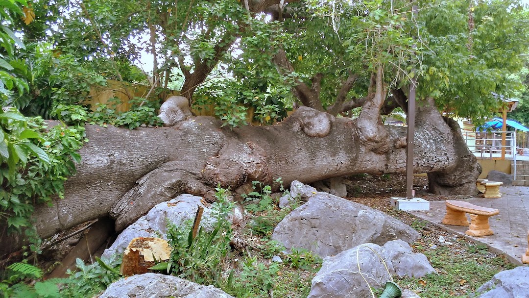 La Ceiba Acostada
