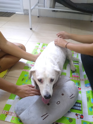 Clínica Veterinária Popular Up Animal em Mauá - SP