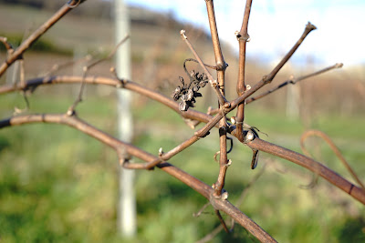 Champagne G. Callot-Demy à Festigny