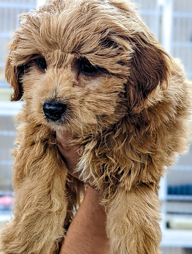 Pet Supply Store «Zoo-Rama Pets», reviews and photos, 2566 E Tremont Ave, Bronx, NY 10461, USA