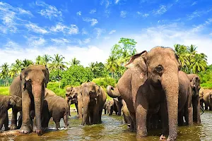 Pinnawala Elephant Orphanage image