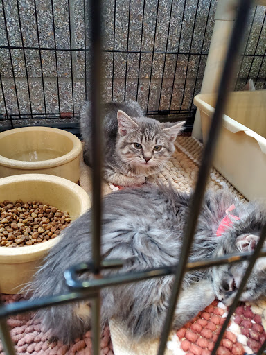 Non-Profit Organization «Heartland Humane Society», reviews and photos, 398 SW Twin Oaks Cir, Corvallis, OR 97333, USA