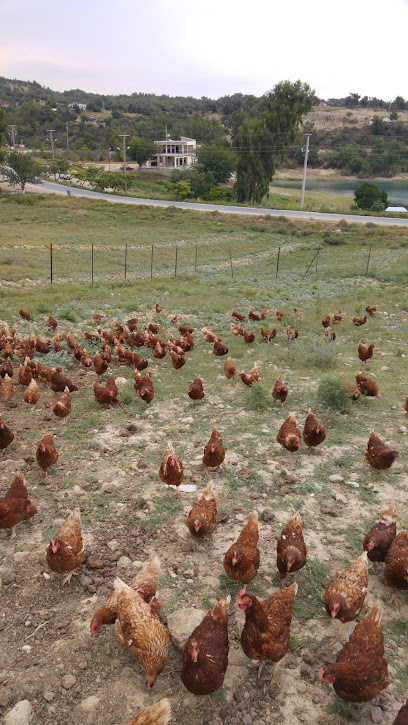 Müjdat Ardıç Tavuk Çiftliği