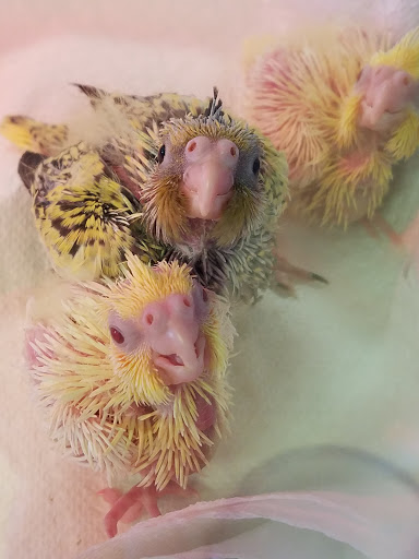 Pet Supply Store «Pet World», reviews and photos, 6527 Centralia Rd, Chesterfield, VA 23832, USA