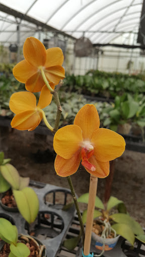 Florist «Dr Delphinium Flower & Orchid House», reviews and photos, 513 W Campbell Rd, Richardson, TX 75080, USA